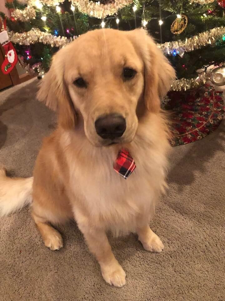 Merry Christmas from Cody