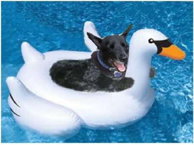 I was nominated by Gail Wagner to post 1 picture that makes me happy/proud to be a dog parent (Only 1 picture) I'm going to tag a few people that I think are fabulous dog parents and can rise to the challenge of posting a p