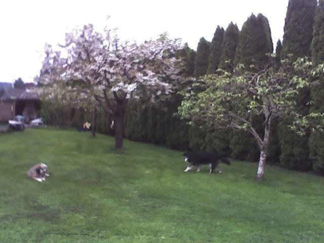 hi all . well takeing care of the farm as wife is off traveling the country.we wish her a safe trip,here is the dogs and trees in the back yard.pa
