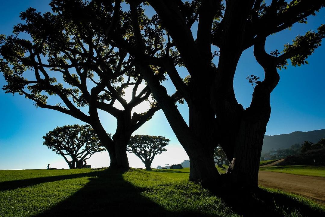 Trees and shadows, Malibu CA