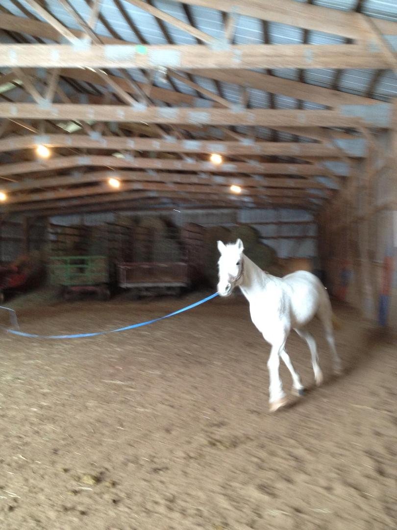 Happy Birthday to the best mare in the world. BREEZE