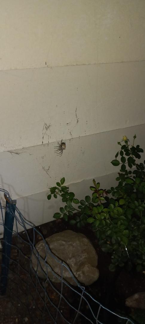 Took this last night. He lives in our flower patch. Anyone know if he's dangerous or just a pest killer?