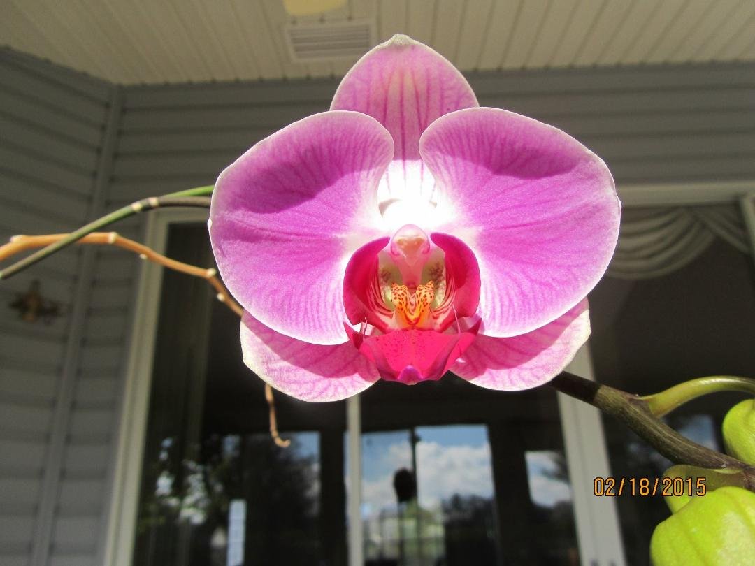 Pat received this orchid from our daughter, Laurie, on mothers day. This is the third time for this plant to bloom.  It has 15 more bulbs waiting to blossom.