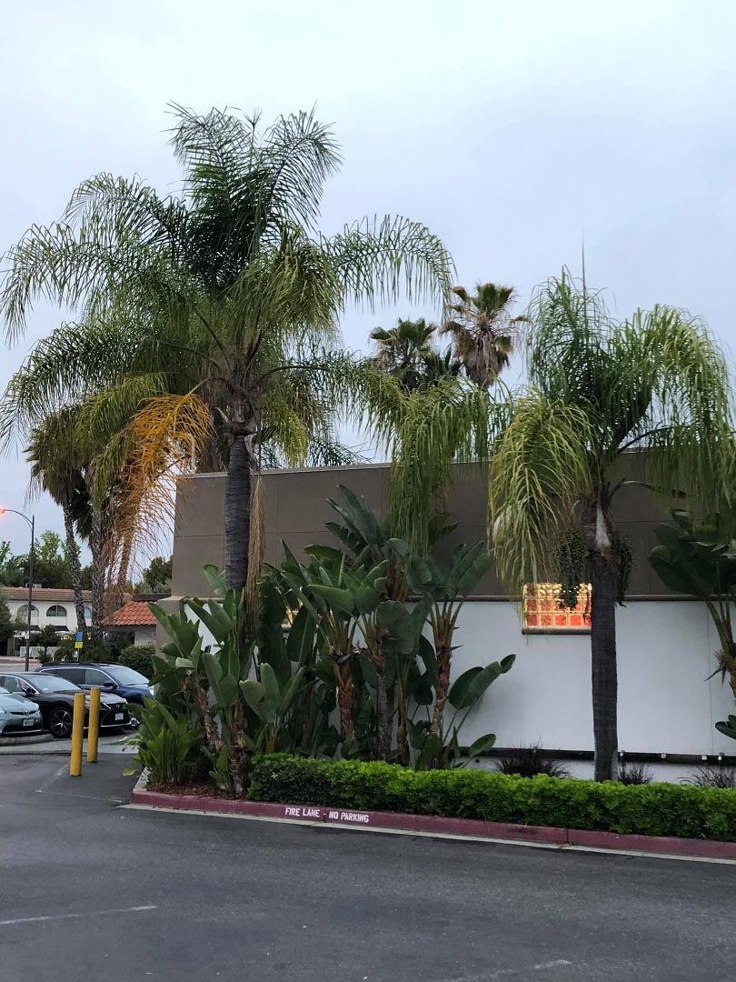 Palm Tree Time as I enter AVAC for #cardioworkout!