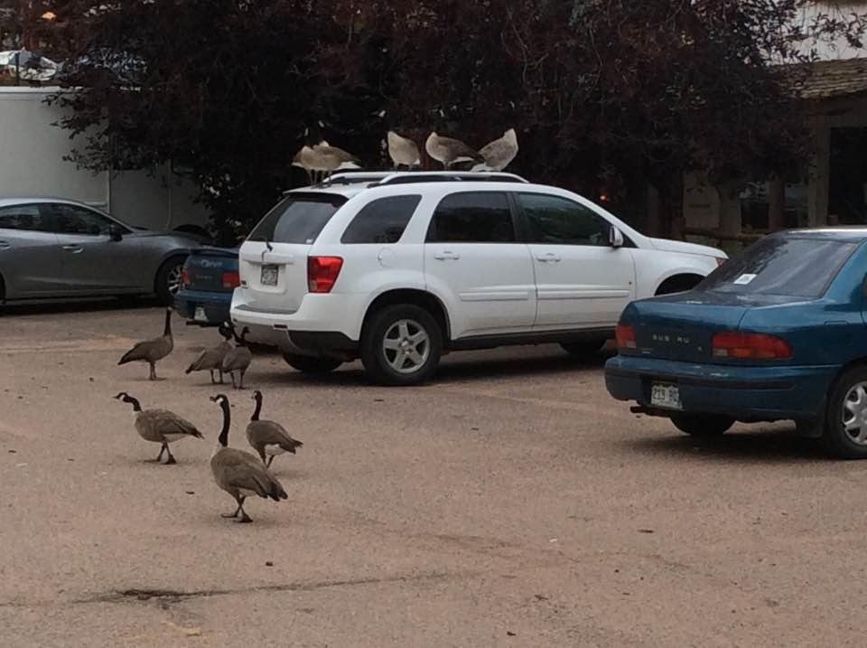 Cheeky Canada geese.