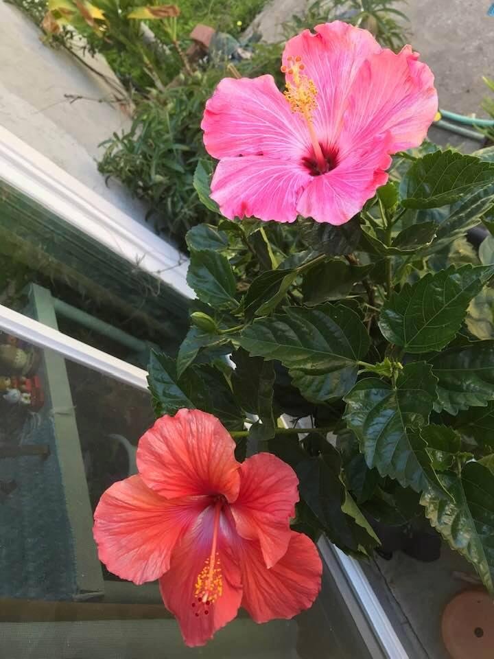 Here’s my 1st bloom from our Cottage Farms Tropical Sunrise Braided Hibiscus Tree. There are 4 different colors of Hibiscus’s on it but only 2 have bloomed so far.