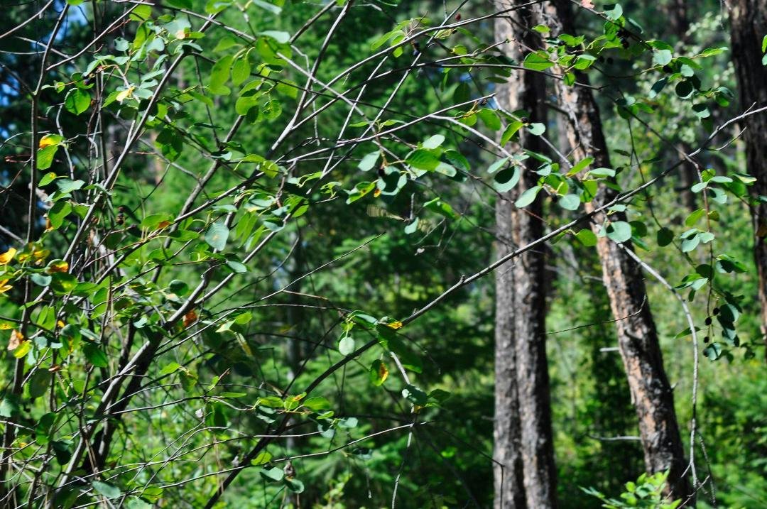 Chris Melmoth's album, mission creek July 10 2014