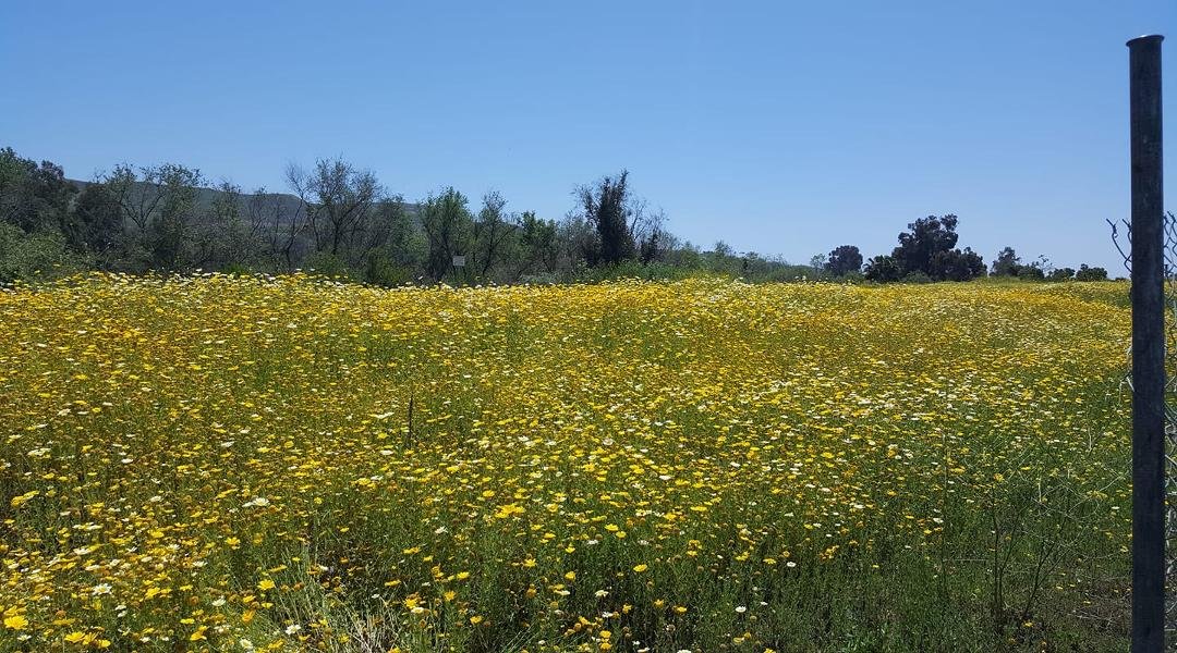 My walk with Maggie today displayed a magnificent bloom.