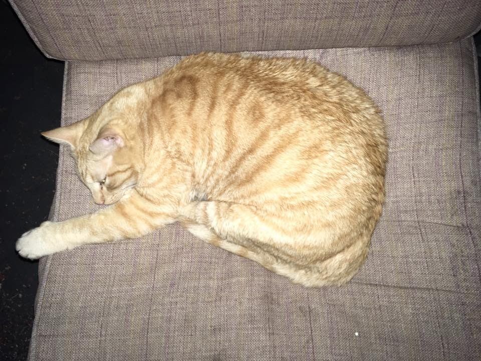 My fat cat scrappy. He needs a diet, he won't stop eating.