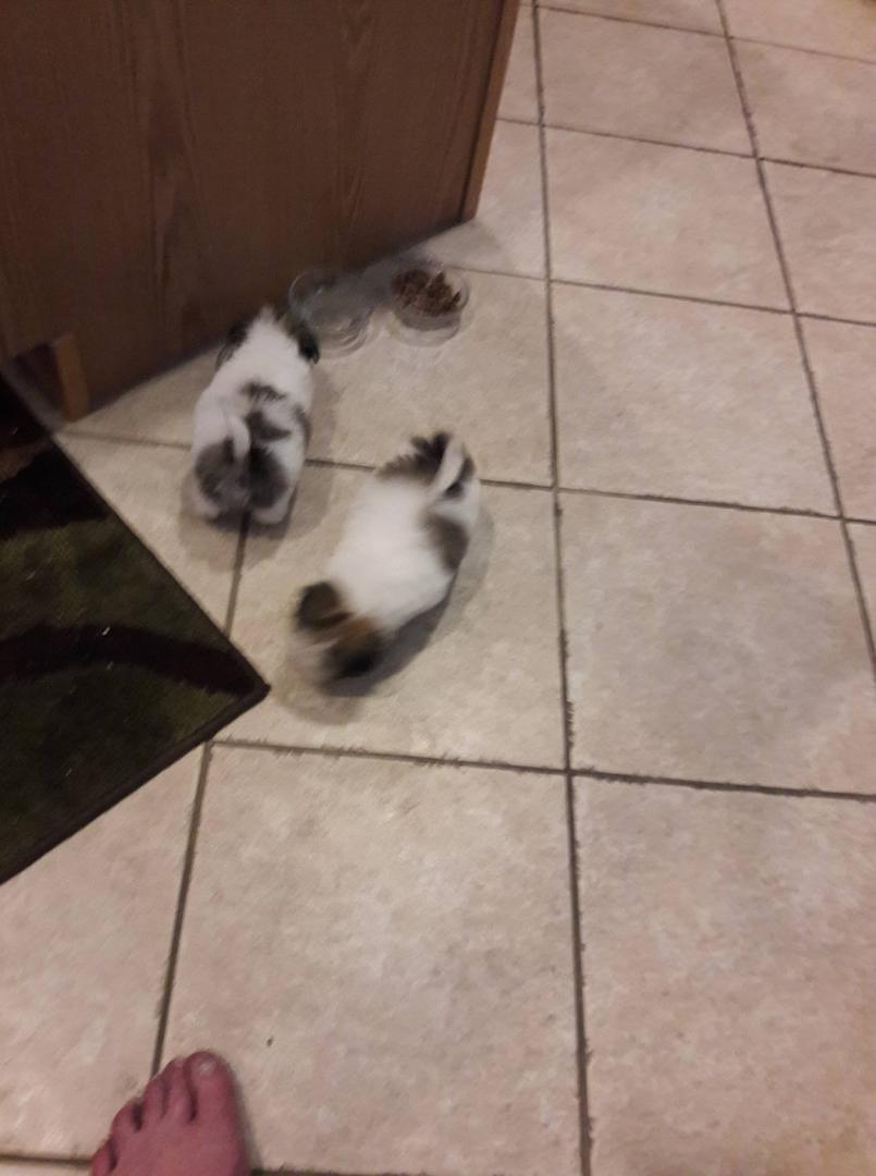 I think Chuck and Ruth got a couple new best friends