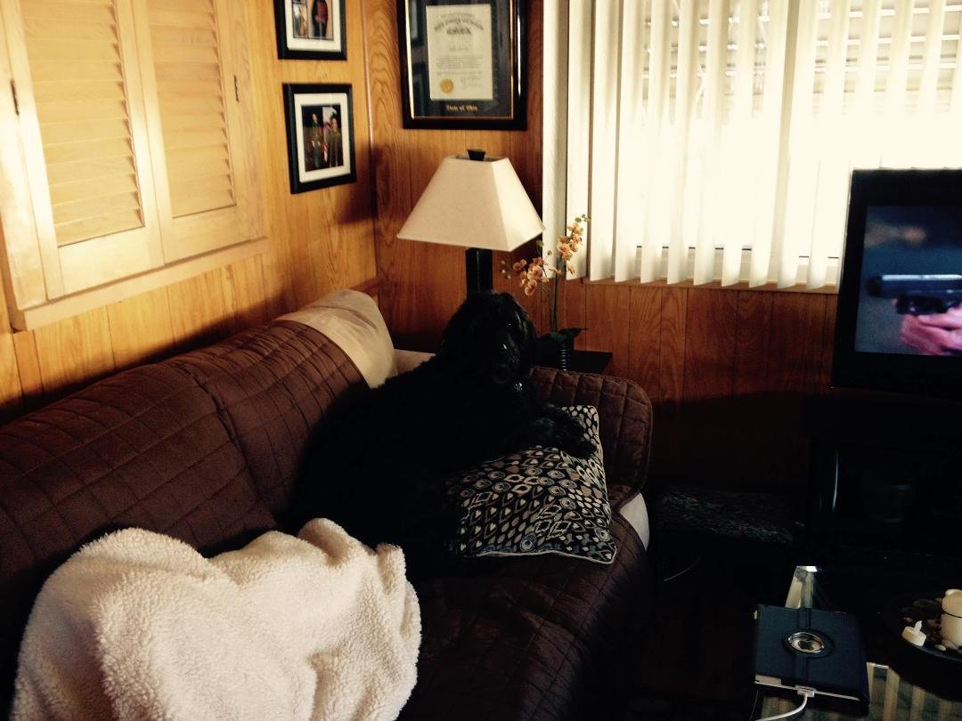 Zoey enjoying her morning coffee.