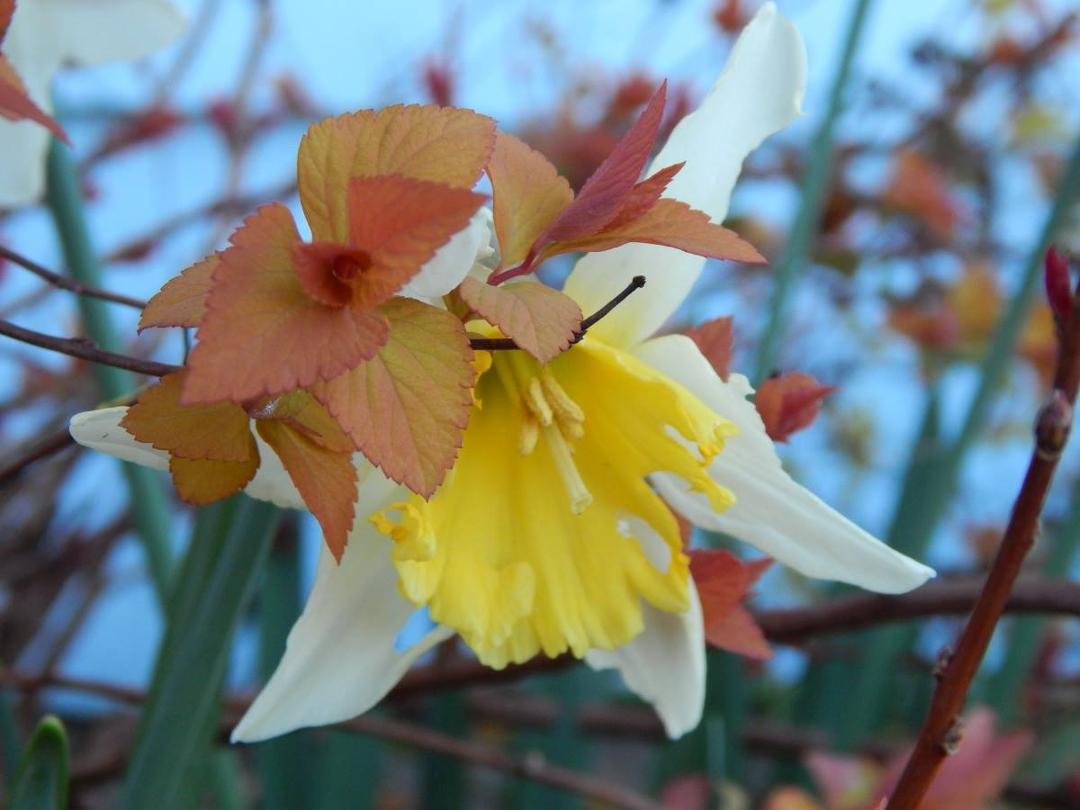 I feel guilty that my garden in Seattle is blooming wildly while it is freezing in the East. It has been so mild here that we broke all the high temperatures for February. The daffodils and other plants in our yard are so