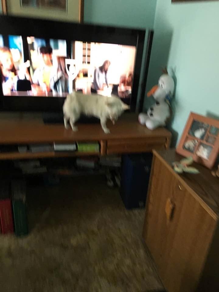 Ok how do Luna get up there??