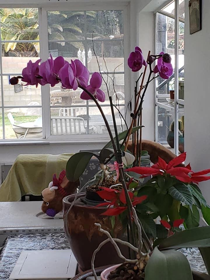 Susan Dowding's album, Mobile Uploads
