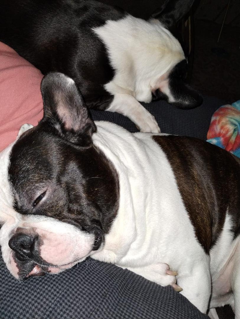 These are my boys Elvis & Thor . Frenchton brothers. Snoring in harmony