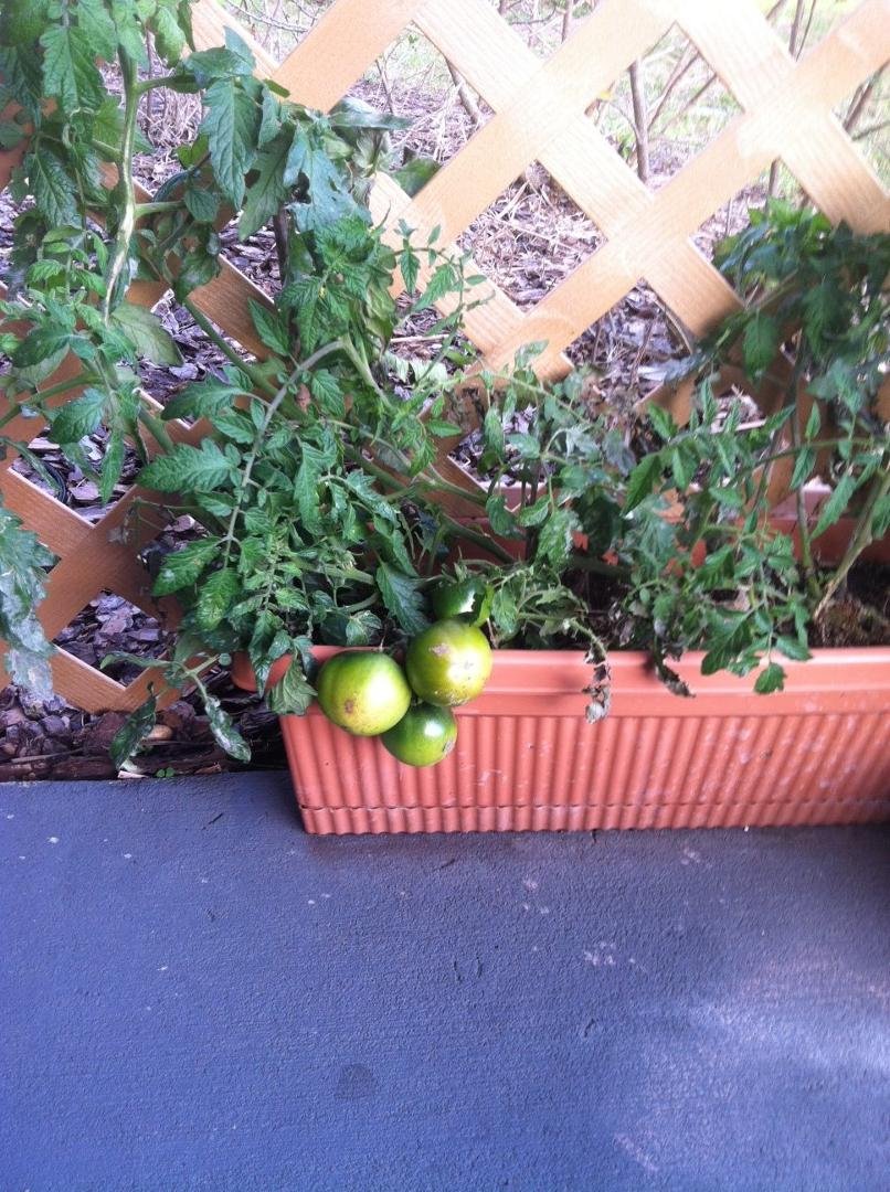 Peggy's tomatoes