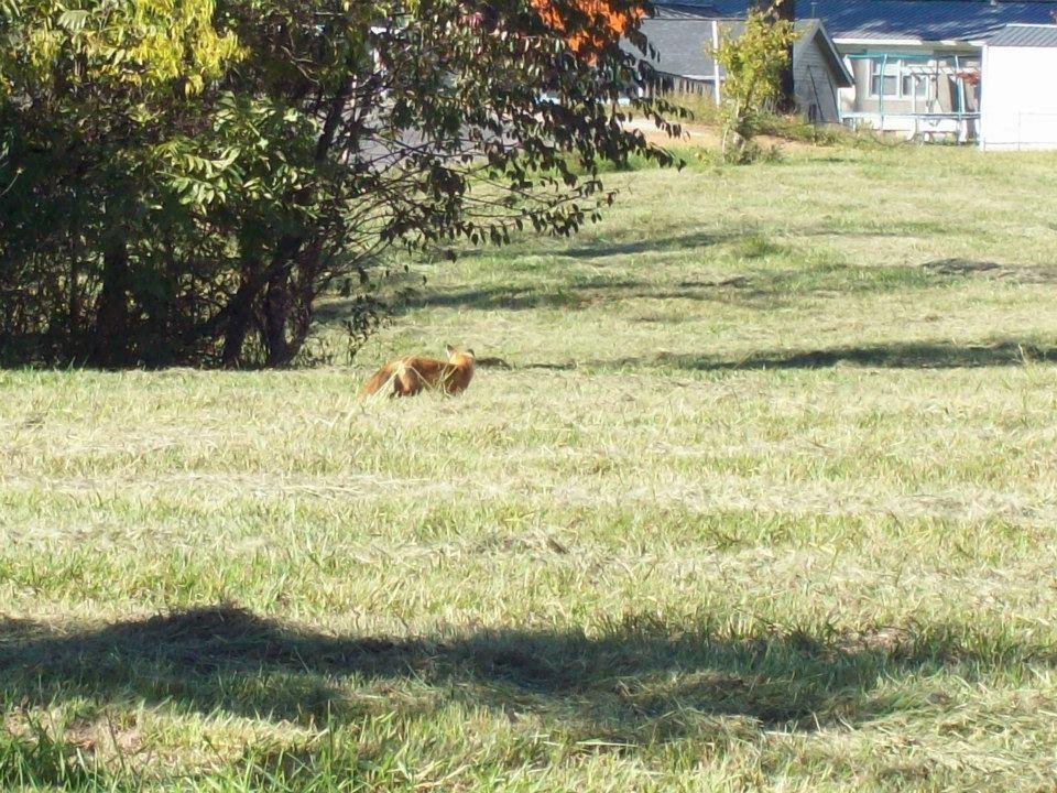 William Corley's album, Local Wildlife