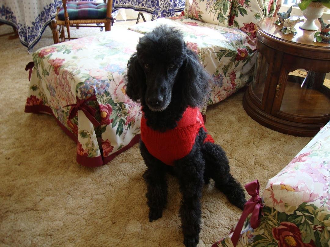 My doggie, Sassy