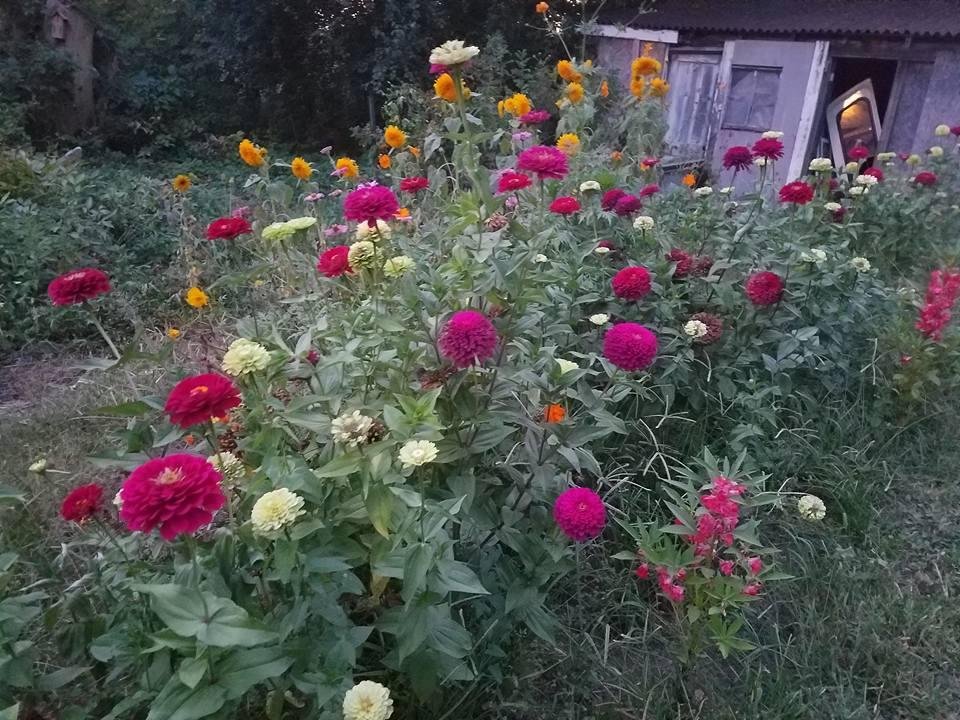 Dennis Nicholson's album, Mobile Uploads