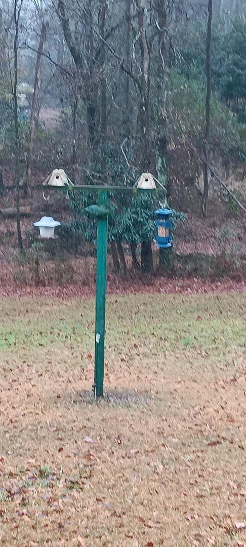 Got my new feeder up! Rainy day, though so now birds out! I will post again if I see any squirrels get bold and try to eat the bird's seed!