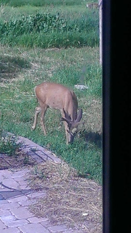 This deer and at least one doe has been hanging around my house the last few days. This picture was taken from my kitchen window yesterday. He is about 15' from my house
