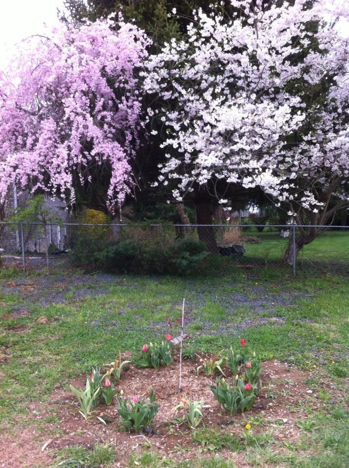 Yoshino And Weeping Cherry