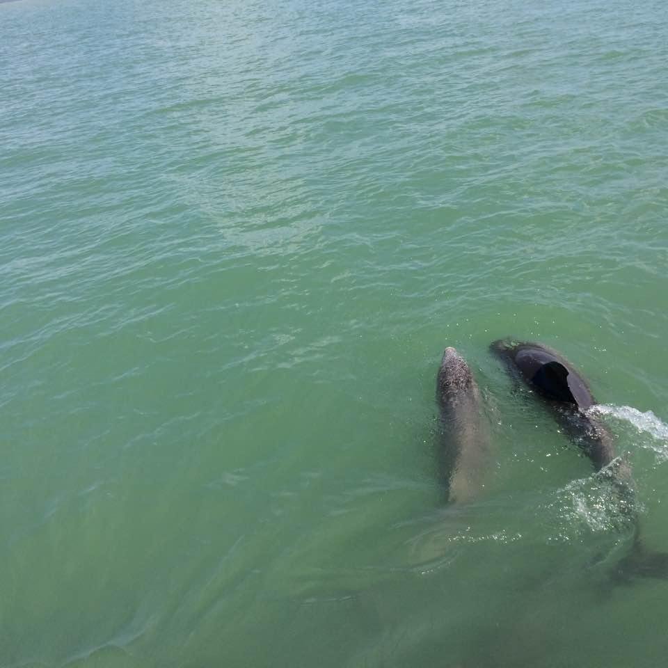 Dolphin tour at John's Pass in Madeira Beach, Fl with Jackie, Judi, Libby and Maddy!