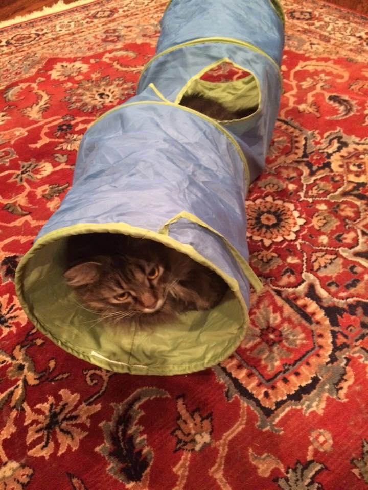 Good night from Gracie! Purr!