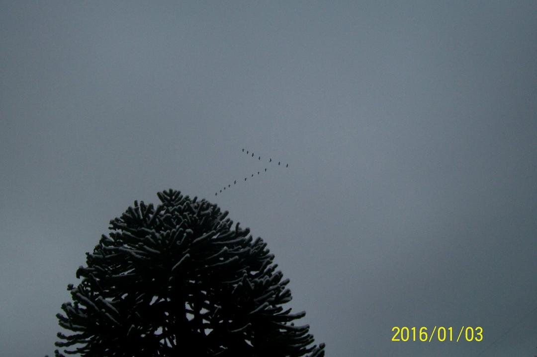 Geese flying over the monkey tree. Jan 4, 2017.