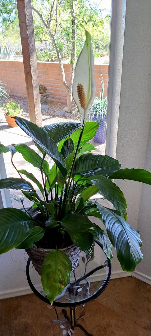 The Peace Lily, a gift from The Gregory School has blossomed