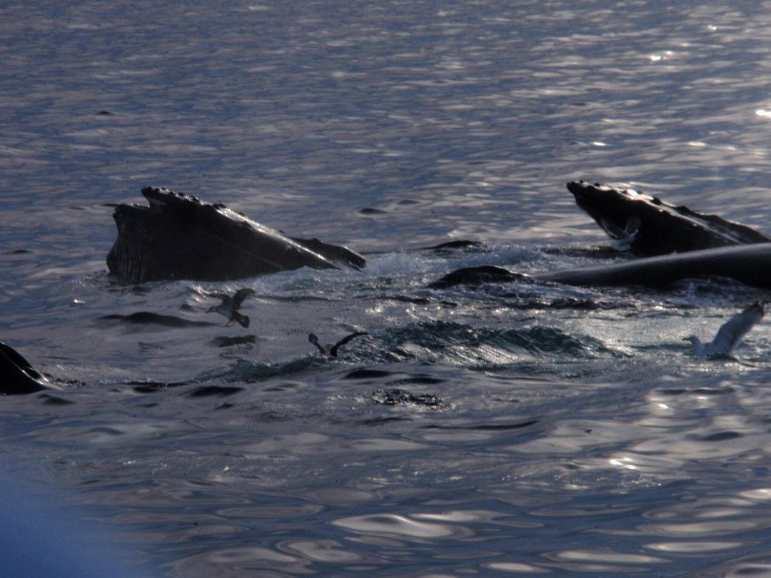 There are 4 whales in this picture.