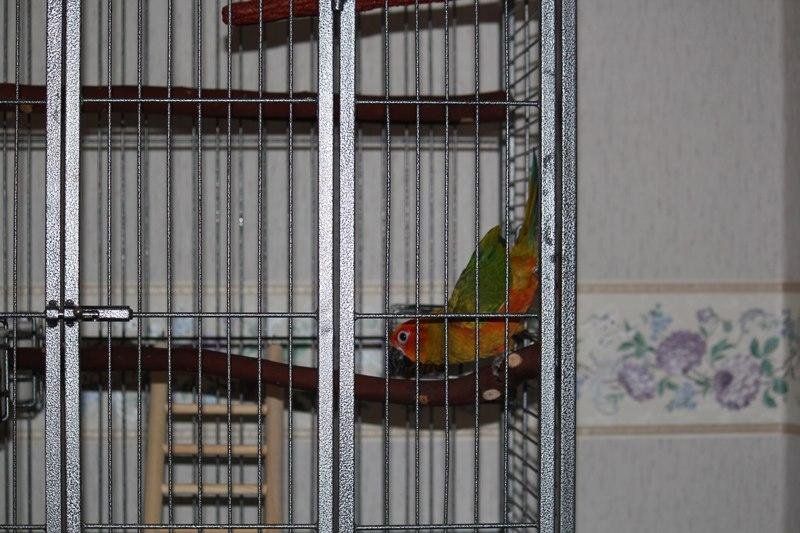 We took a trip to Leavenworth to pick up a "New Inmate". This is Apollo - originally Blaze - but he's quite young and his breeder said we could change the name.