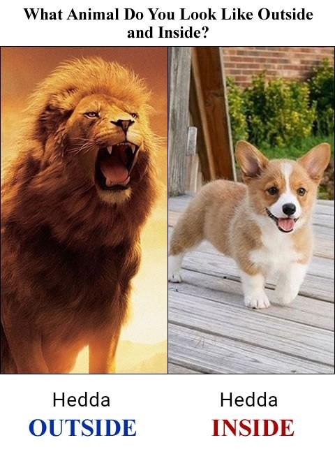 hedda tischler's album, Timeline Photos