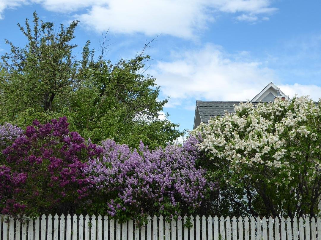 Love lilacs!!
