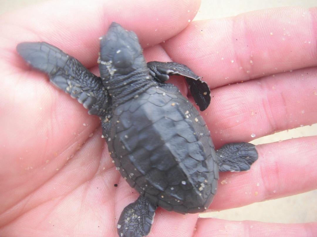 John Basile's album, Sea Turtle release Mexico 12