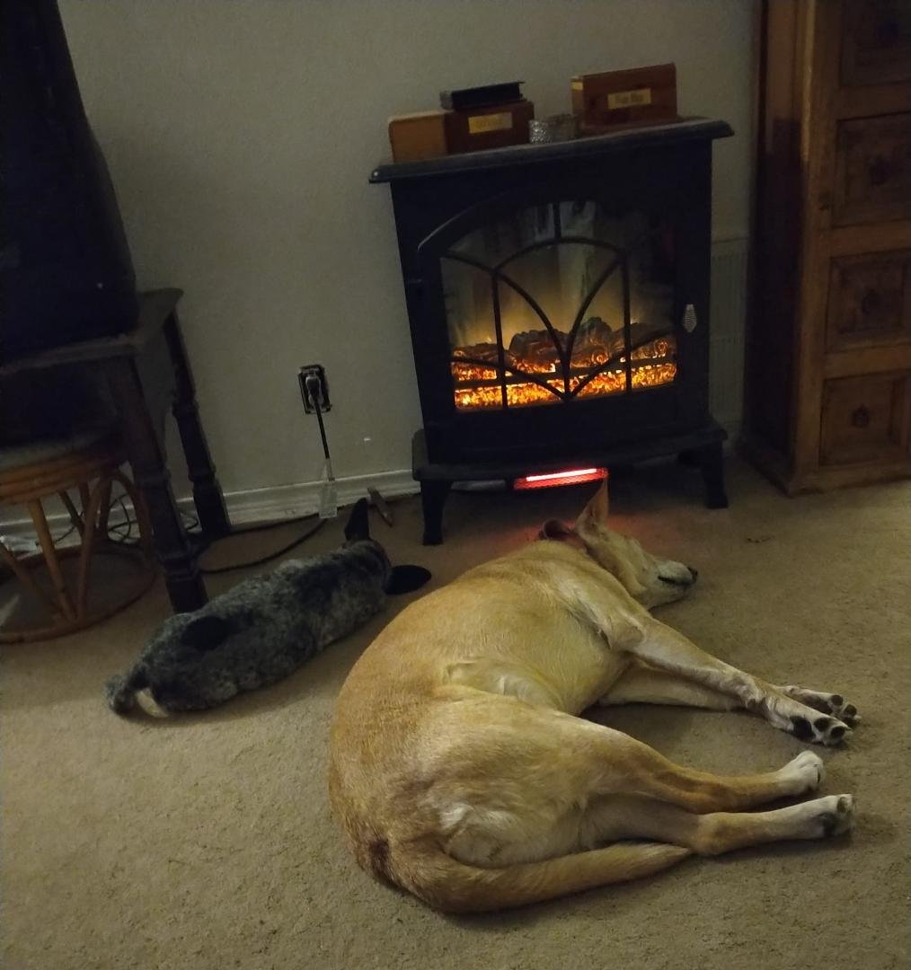 Wish all dogs could sleep like this every night