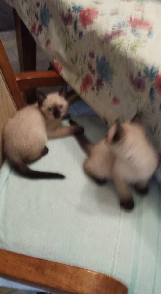 Having their morning romp.