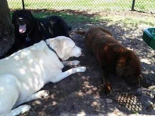 All three 4 years ago at the dog park. Brownie, Sammy our black and TC our yellow. Sadly we lost Sammy before his time to cancer. TC was a seeing eye dog we rescued from a mentally ill man because he wouldn't retire him at 