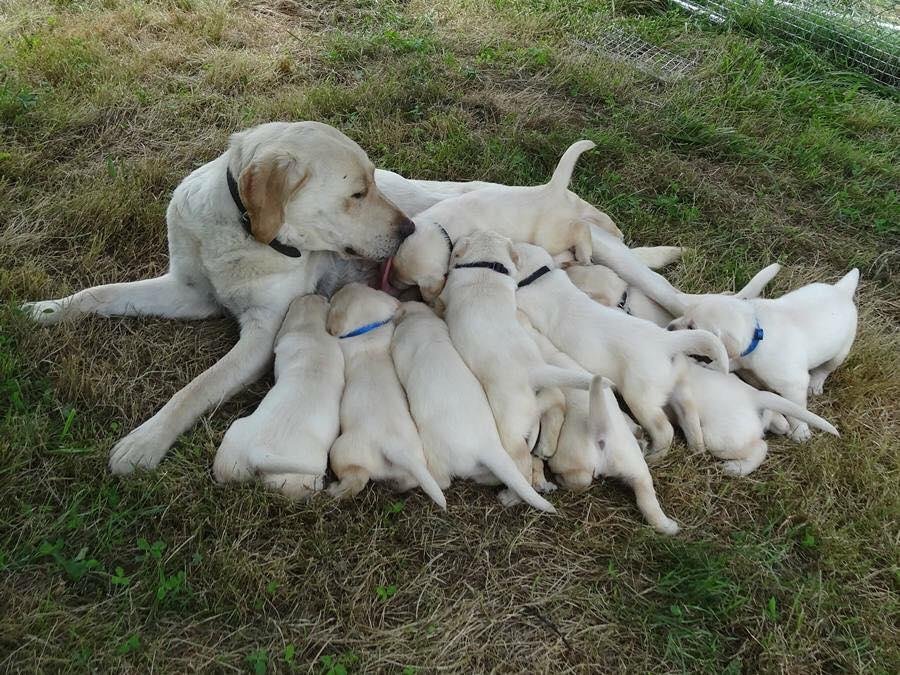 Milk bar