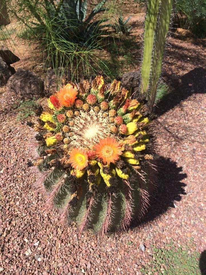 Colorful cactus blooms.