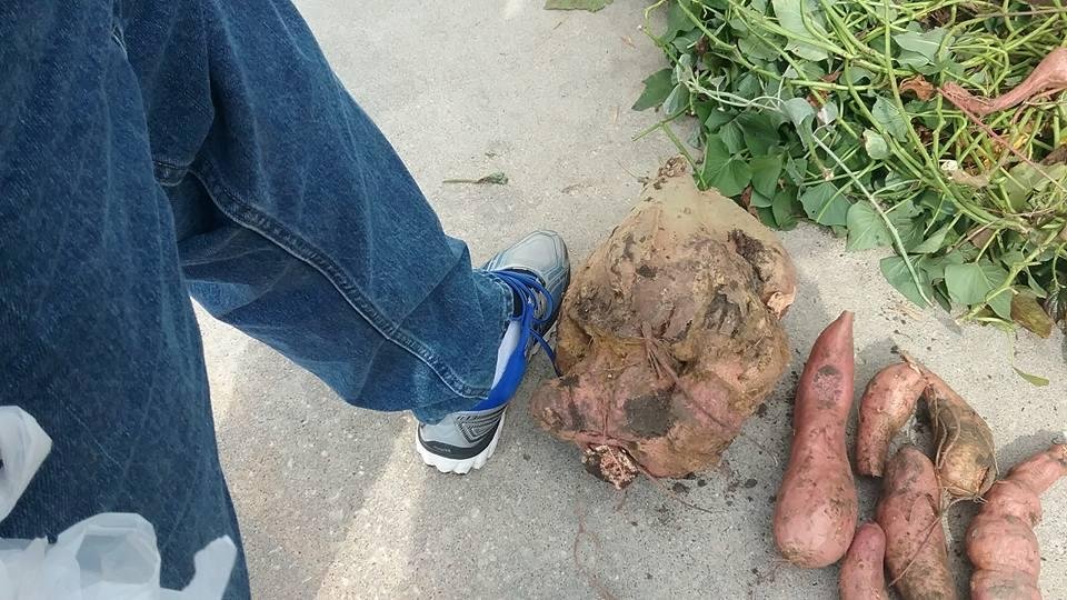 This is our biggest sweet potato