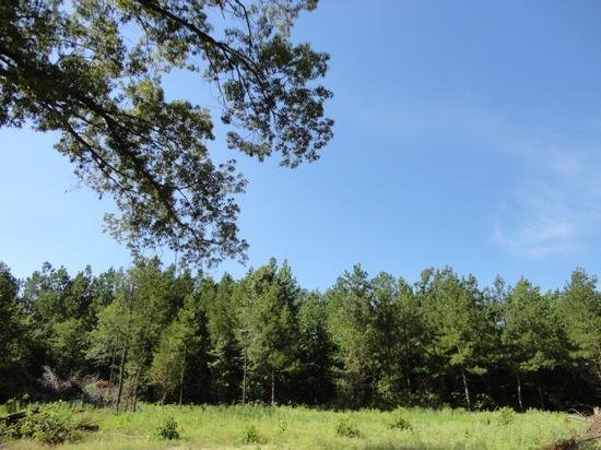 New 20 acres in Cass county. I'll put a cabin on top of that hill.