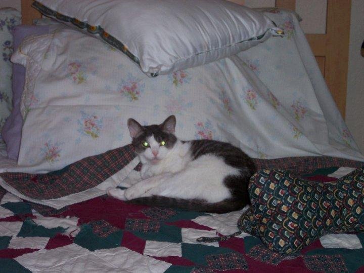 LUCY-WHAT DO YOU WANT FROM ME I PULLED THE QUILT UP