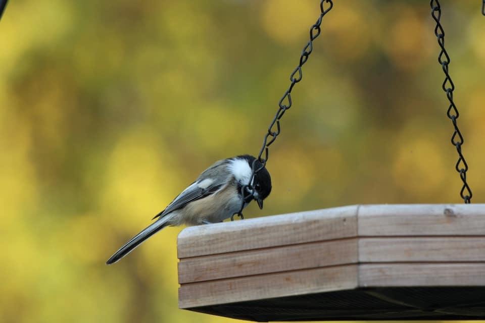 Darin Gustafson's album, Mobile Uploads