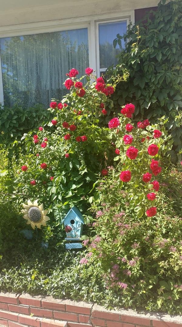 Mooma's roses