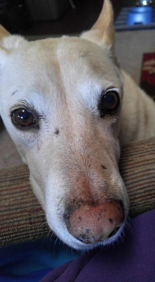 Happy National Dog Day!