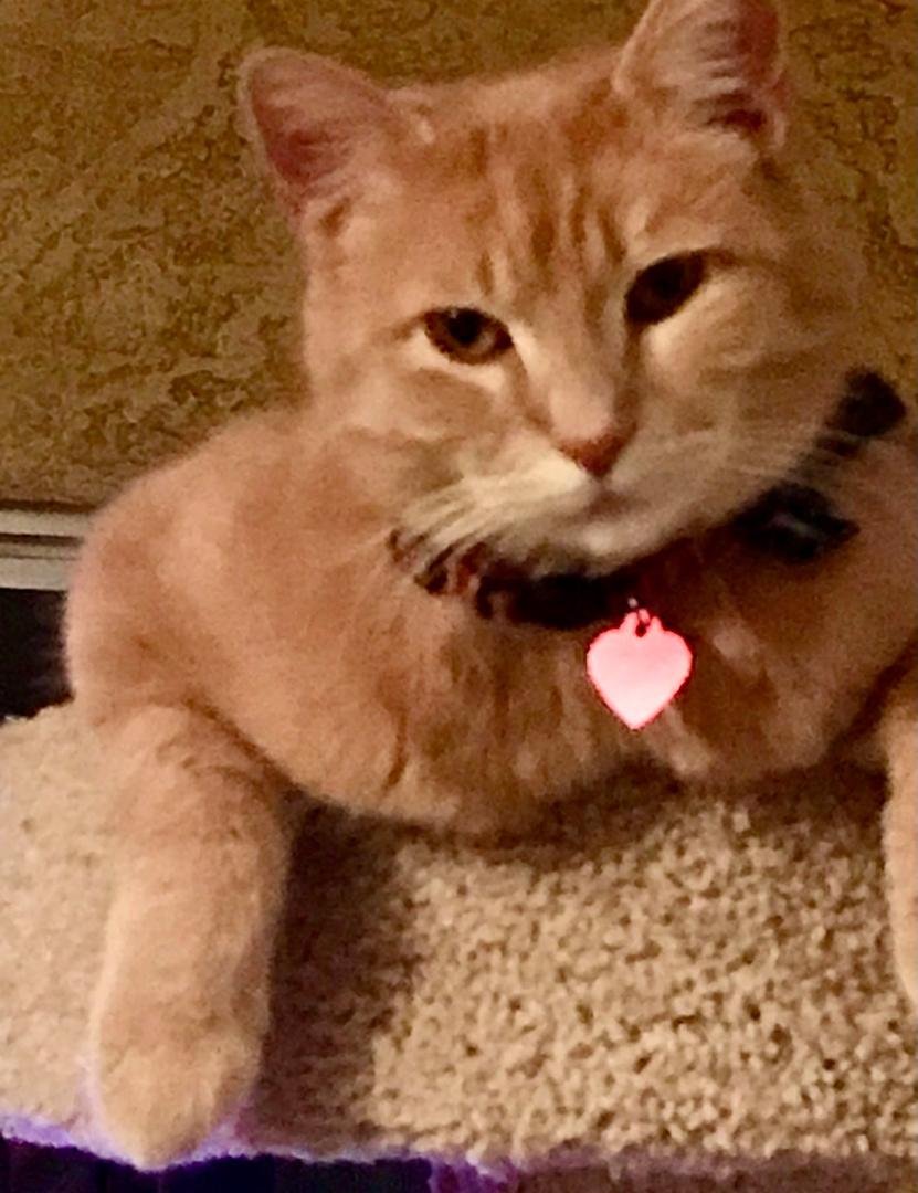 Update tonight! Thank you so much for caring and your loving prayers! 

BB made it through the day with a good appetite and no vomiting. He used the litter box and did well Yay! He was very tired and slept most of the day.
