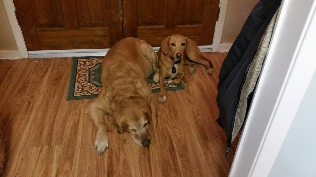 Oldman Jaxon and his young bitch Daisy,, <3