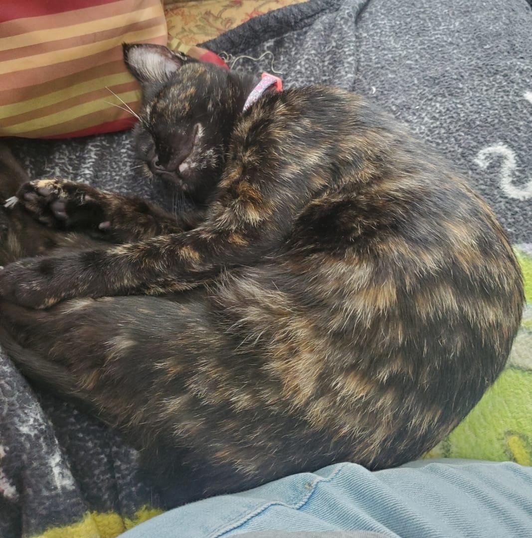 Here is Dottie Do Right