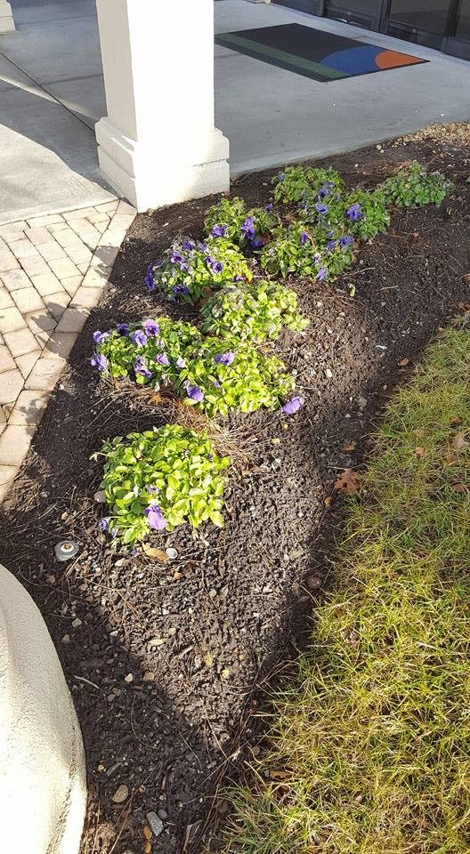Pansies still blooming on January 21st in Paramus, NJ. Climate change? What climate change!?